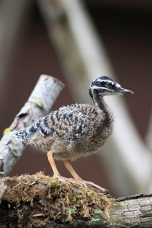 Sunbittern