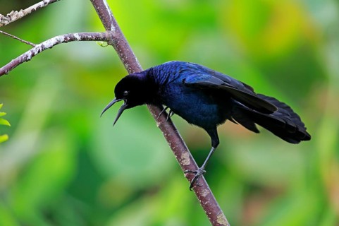 Boat-tailed grackle