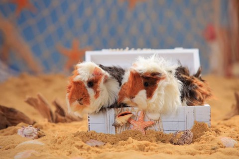 Angora guinea pig