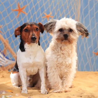 Jack Russell Terrier and mixed breed dog