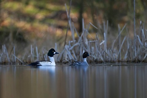 Common Goldeneye