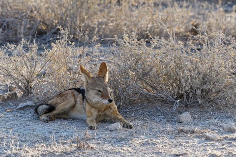 Black-backed jackal