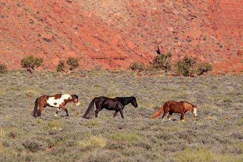 Mustangs