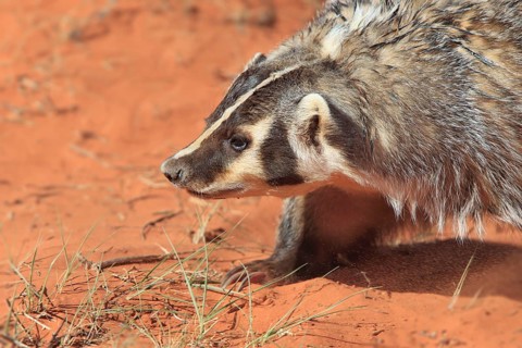 Badger
