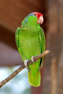 Red-crowned Amazon