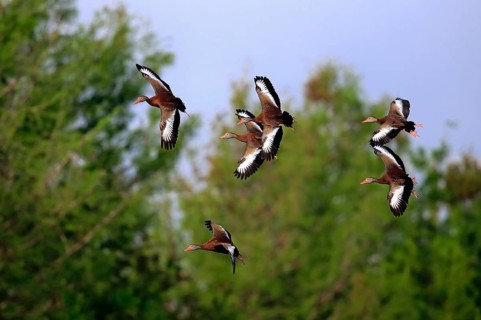 Black-bellied whistling duck