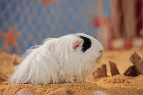 Sheltie guinea pig