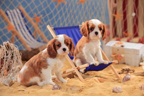 Cavalier King Charles Spaniel