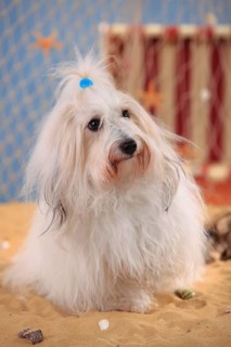 Coton de Tulear