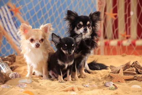 Chihuahuas
