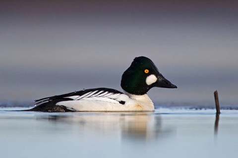 Common Goldeneye