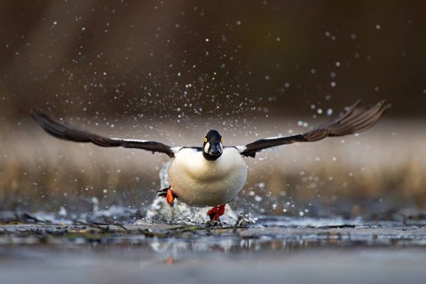 Common Goldeneye