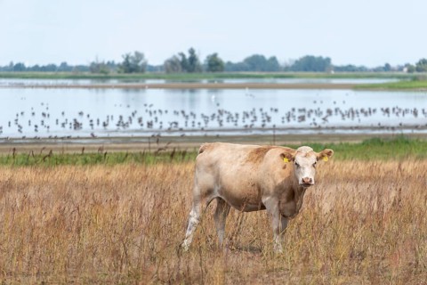 Cow at Guelper Lake