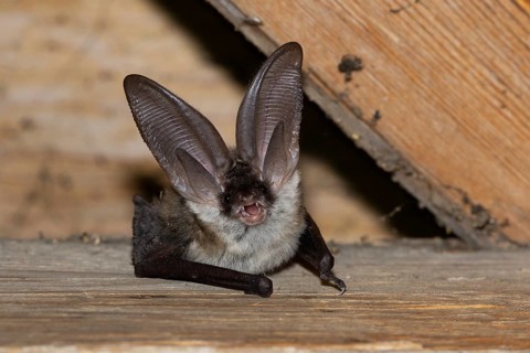 Grey long-eared bat