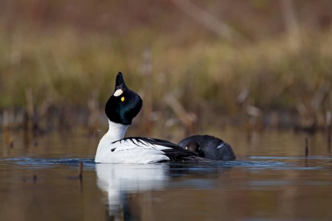 Common Goldeneye