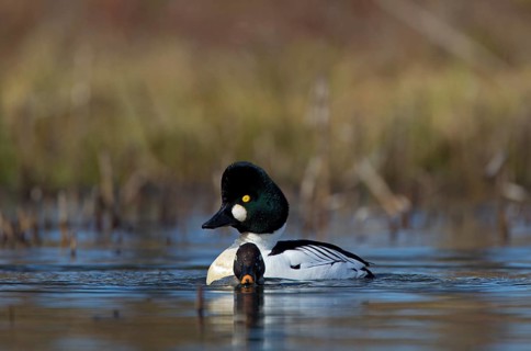 Common Goldeneye