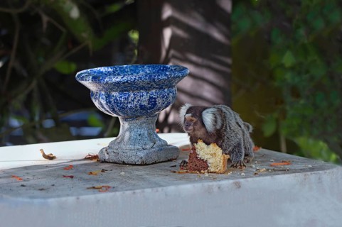 Common marmoset