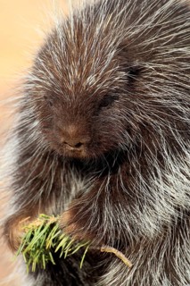 North american porcupine