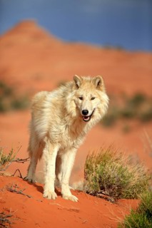 Timbergray wolf