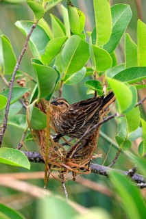 Red-winged blackbird