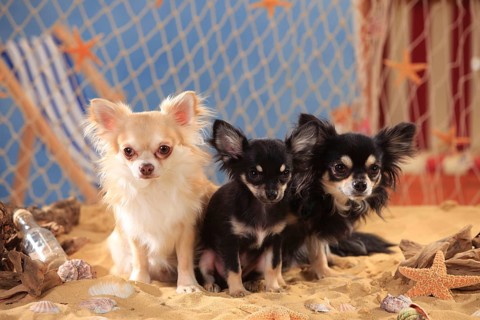 Chihuahuas