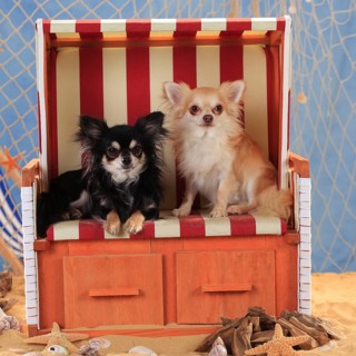 Chihuahuas