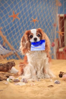 Cavalier King Charles Spaniel