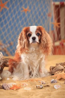 Cavalier King Charles Spaniel