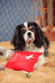 Cavalier King Charles Spaniel