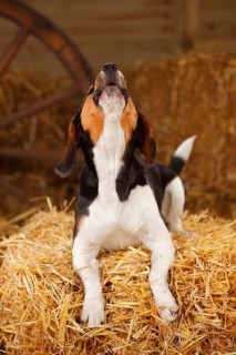 Beagle
