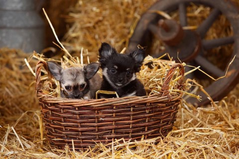 Chihuahua