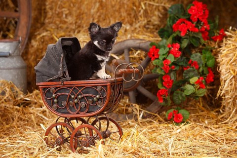 Chihuahua