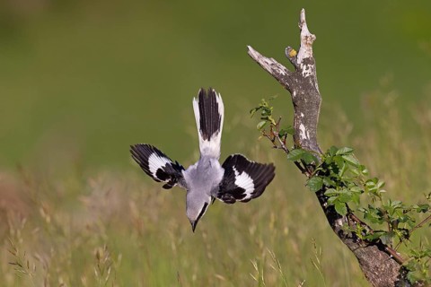 Great Grey Shrike