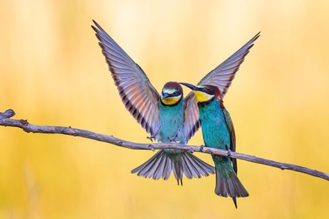 European bee-eater