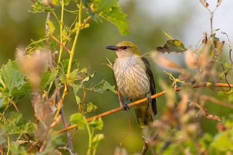 Eurasian golden oriole