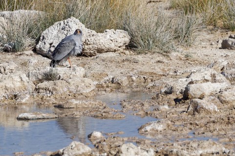 Pale chanting goshawk