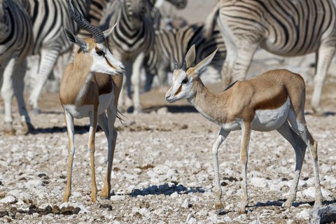 Springboks