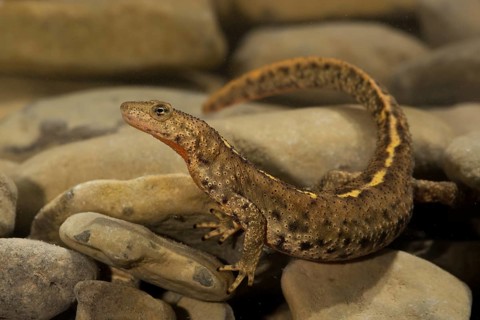 Pyrenean brook salamander