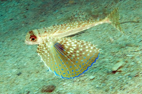 Flying Gurnard
