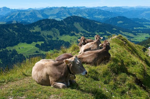 Domestic cattle