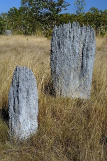 Termite mounts