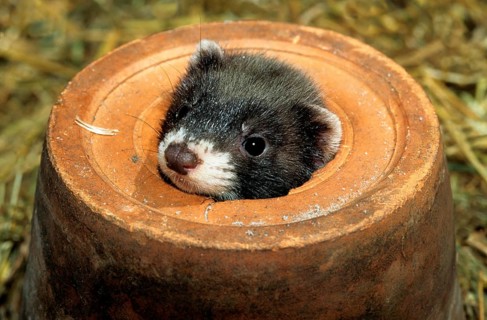 European polecats