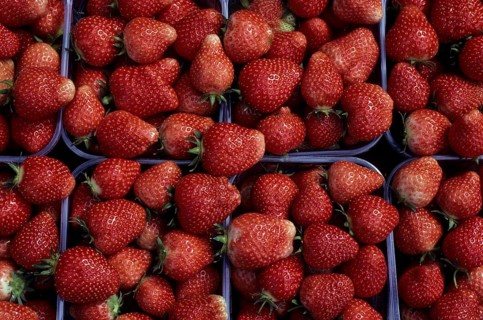 Garden strawberry