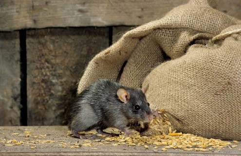 Domestic rat