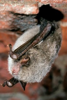 Water bat