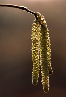 Hazel