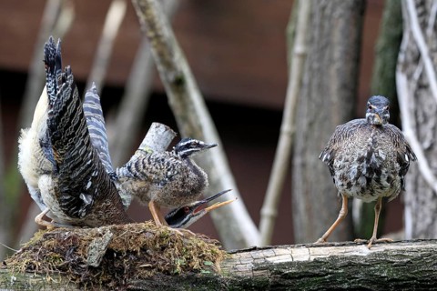 Sunbittern