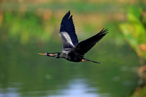 Anhinga