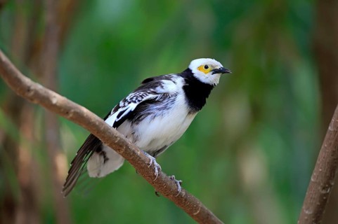 Black-collared starling
