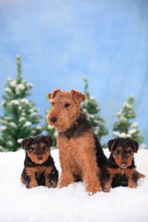 Welsh Terrier